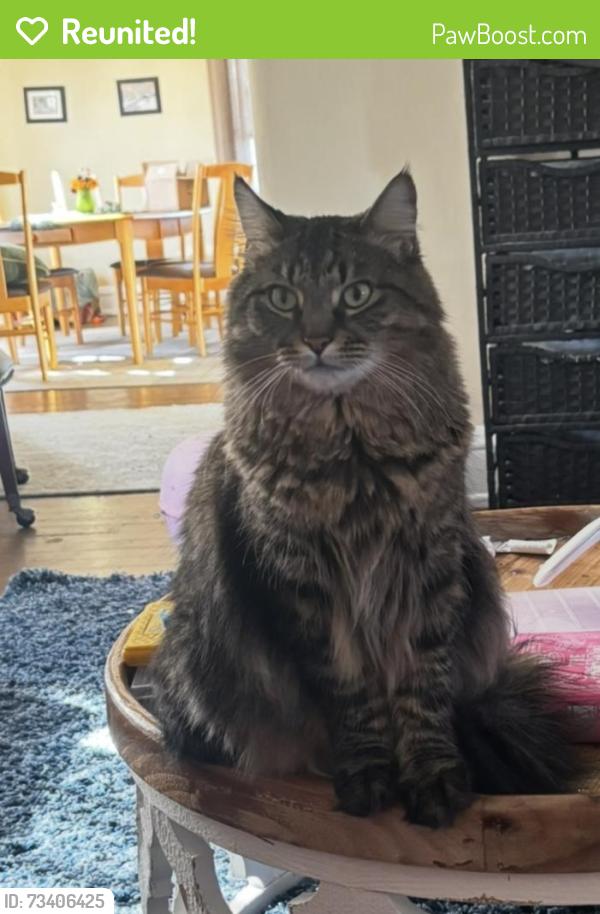 Reunited Male Cat last seen N Leavitt St and W Lyndale St, Chicago, IL 60647