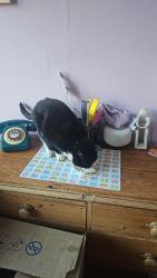 Reunited Female Cat last seen Luxor street, Harehills, England LS8 5LA