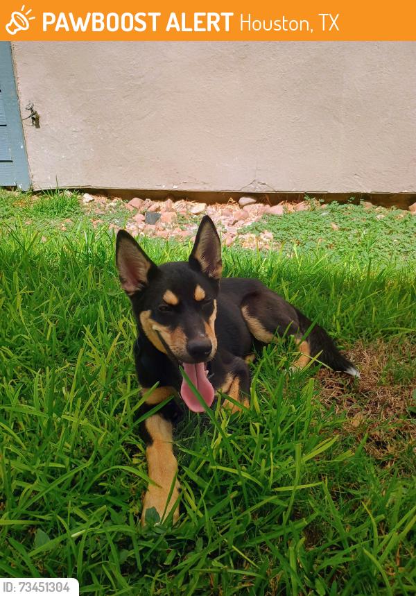 Found/Stray Female Dog last seen Copper lodge, Houston, TX 77090
