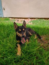 Found/Stray Female Dog last seen Copper lodge, Houston, TX 77090