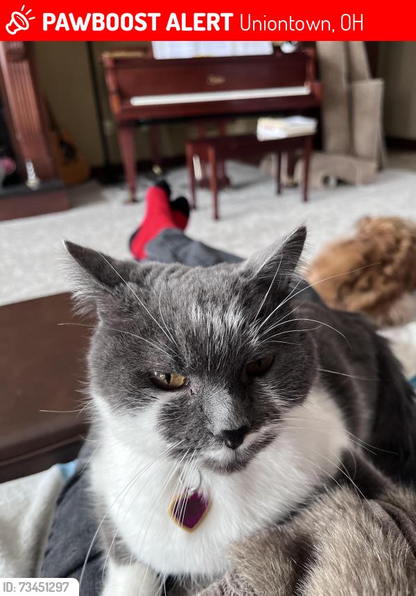 Lost Female Cat last seen Highlands of Spring Hill, Uniontown, OH 44685