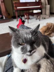 Lost Female Cat last seen Highlands of Spring Hill, Uniontown, OH 44685
