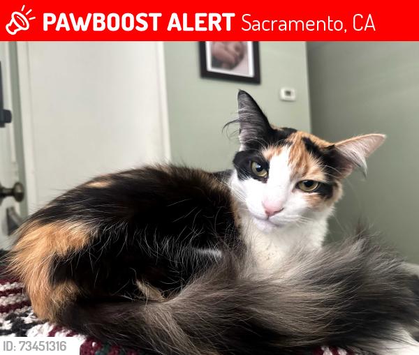 Lost Female Cat last seen 45th street, sacramento, CA, Sacramento, CA 95819