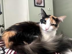Lost Female Cat last seen 45th street, sacramento, CA, Sacramento, CA 95819