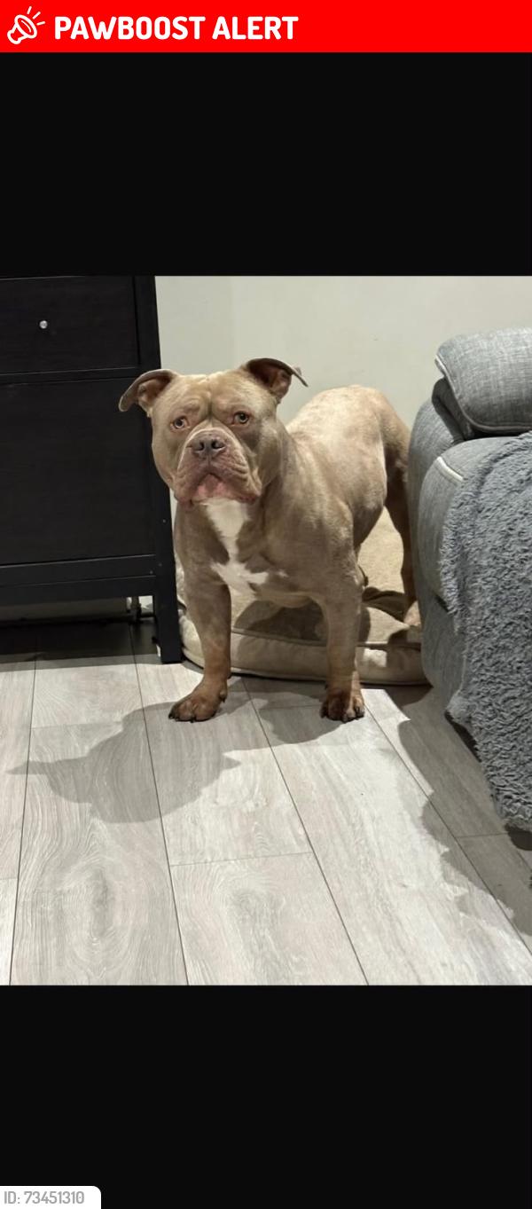 Lost Male Dog last seen Bromley bus garage, Greater London, England BR2 8JD