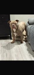 Lost Male Dog last seen Bromley bus garage, Greater London, England BR2 8JD