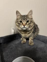 Found/Stray Female Cat last seen Magna main st and holiday, Magna, UT 84044