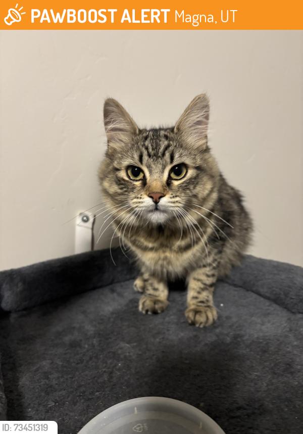 Found/Stray Female Cat last seen Magna main st and holiday, Magna, UT 84044