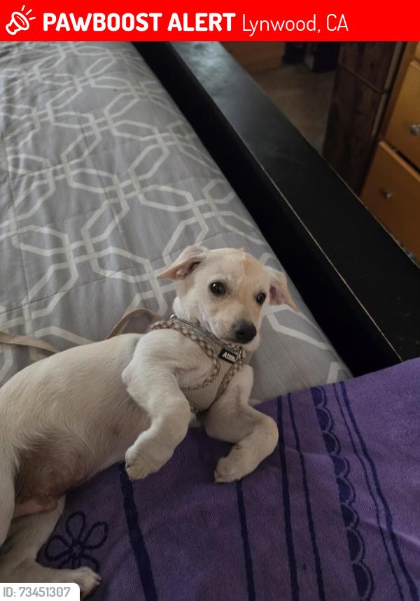 Found/Stray Male Dog last seen San Anselmo Ave. and Montara Ave., Lynwood, CA 90262