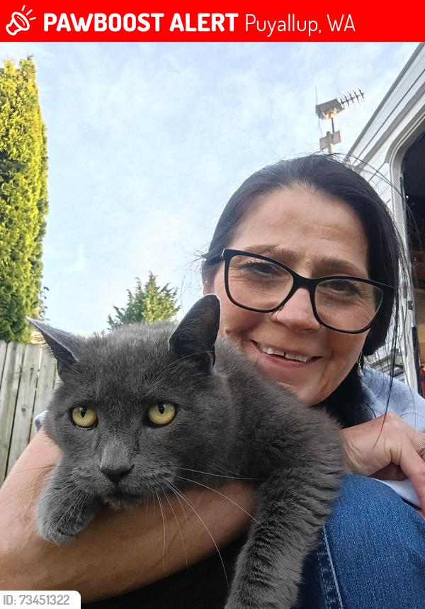 Lost Female Cat last seen 112th Ave E and Valley Ave Puyallup, Puyallup, WA 98372