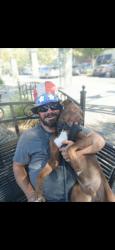 Reunited Male Dog last seen The Mexican restaurant by mcdonalds, Roseville, CA 95678