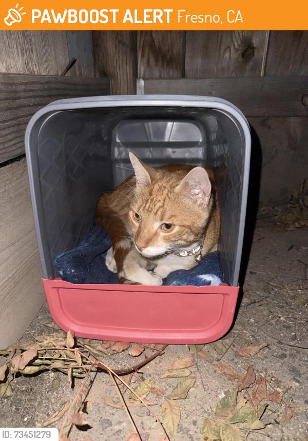 Found/Stray Male Cat last seen Fresno Street and Escalon, Fresno, CA 93710