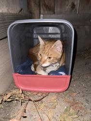 Found/Stray Male Cat last seen Fresno Street and Escalon, Fresno, CA 93710