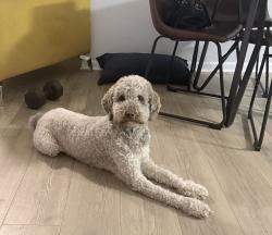 Lost Male Dog last seen 5th St, Atlantic Beach, FL 32233