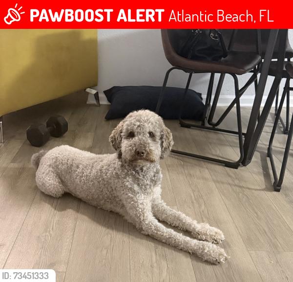 Lost Male Dog last seen 5th St, Atlantic Beach, FL 32233