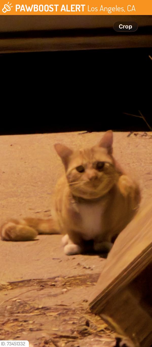 Found/Stray Unknown Cat last seen In the alley behind my hse 18928 Victory Blvd, Los Angeles, CA 91335