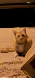 Found/Stray Unknown Cat last seen In the alley behind my hse 18928 Victory Blvd, Los Angeles, CA 91335
