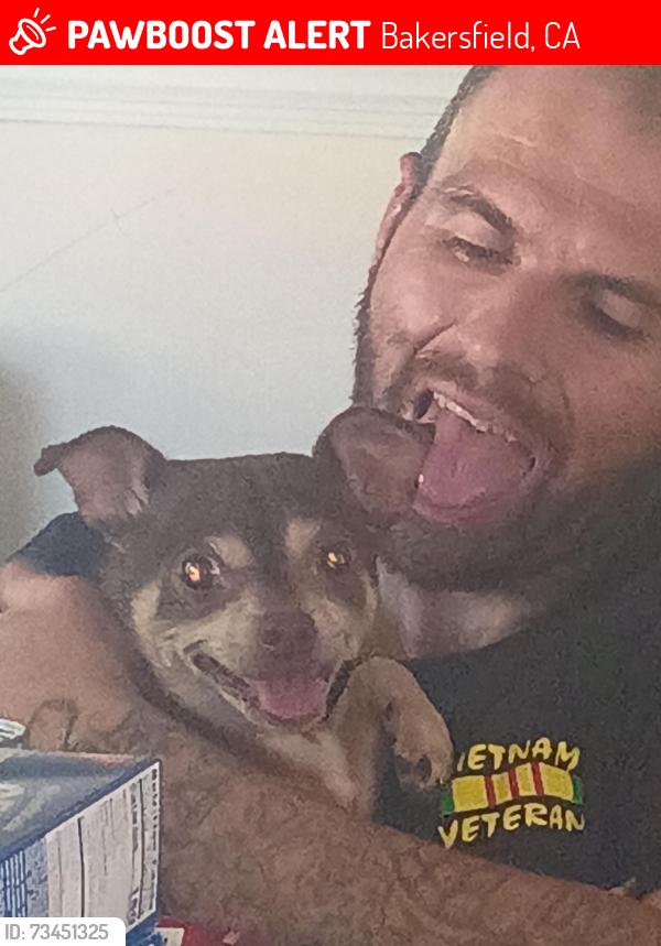 Lost Female Dog last seen union and Brundage to Ohio Dr and E. Brundage to Cottonwood area, Bakersfield, CA 93307