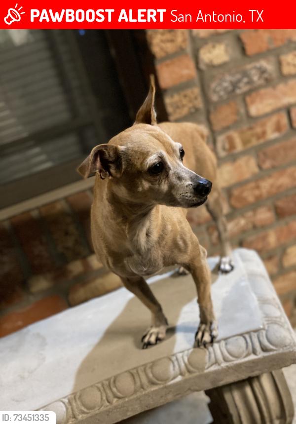 Lost Male Dog last seen HEB Mccreles market, San Antonio, TX 78210