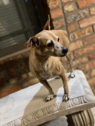 Lost Male Dog last seen HEB Mccreles market, San Antonio, TX 78210