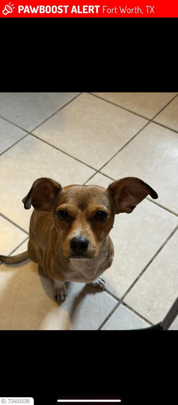 Lost Male Dog last seen Lebow st 76106, Fort Worth, TX 76106
