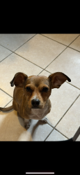 Lost Male Dog last seen Lebow st 76106, Fort Worth, TX 76106