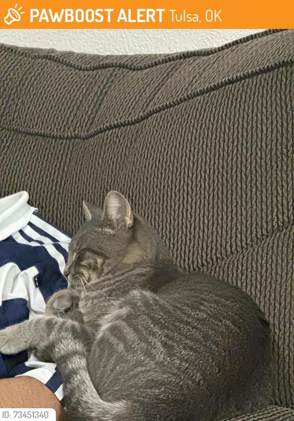 Found/Stray Male Cat last seen Spartan college, Tulsa, OK 74115