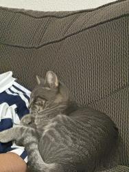 Found/Stray Male Cat last seen Spartan college, Tulsa, OK 74115