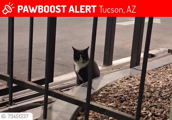 Lost Unknown Cat last seen 22nd and swan, Tucson, AZ 85711