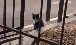 Lost Unknown Cat last seen 22nd and swan, Tucson, AZ 85711