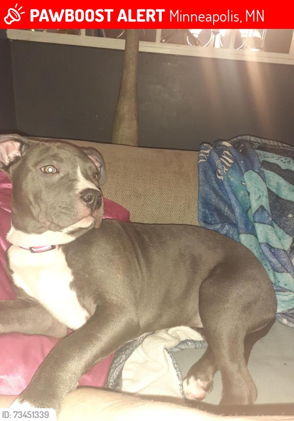 Lost Female Dog last seen Near beard ct..north brooklyn park, Minneapolis, MN 55443