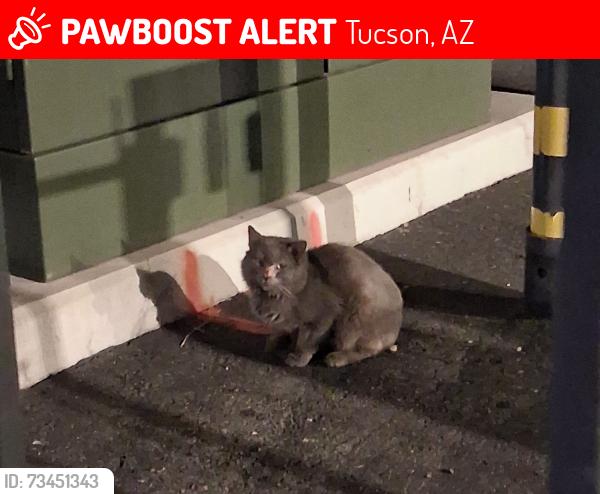 Lost Unknown Cat last seen 22nd and swan, Tucson, AZ 85711