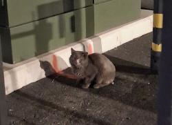Lost Unknown Cat last seen 22nd and swan, Tucson, AZ 85711