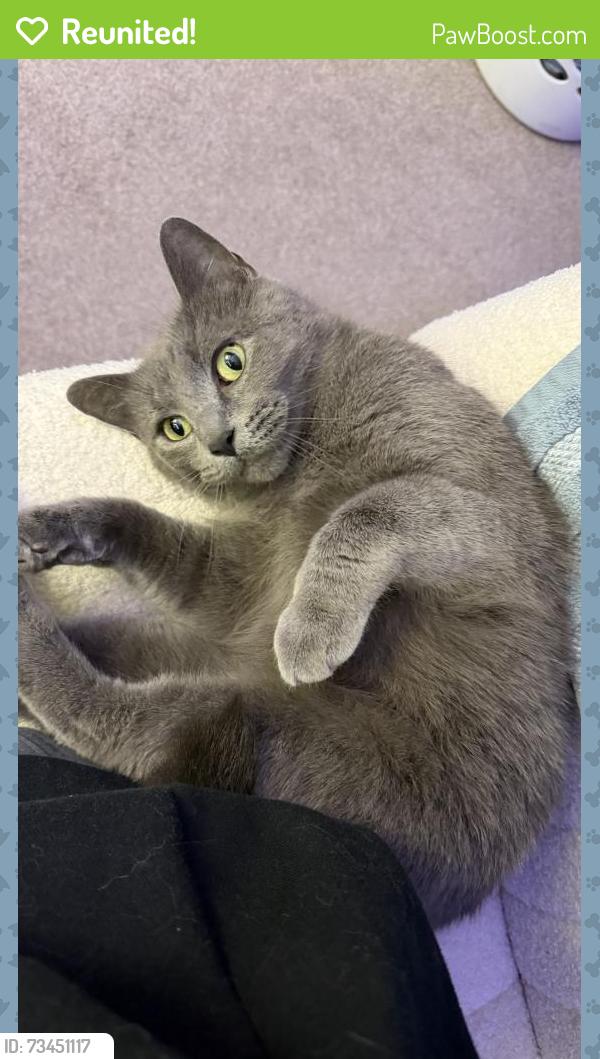 Reunited Female Cat last seen Centennial apartments, Oak Creek, WI 53154