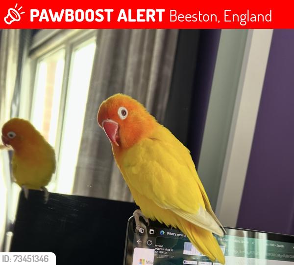 Lost Female Bird last seen Canalside beeston rylands, Beeston, England NG9 1LQ