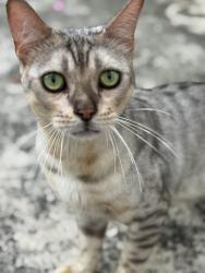 Lost Male Cat last seen 177st and ne 13ave, North Miami Beach, FL 33162