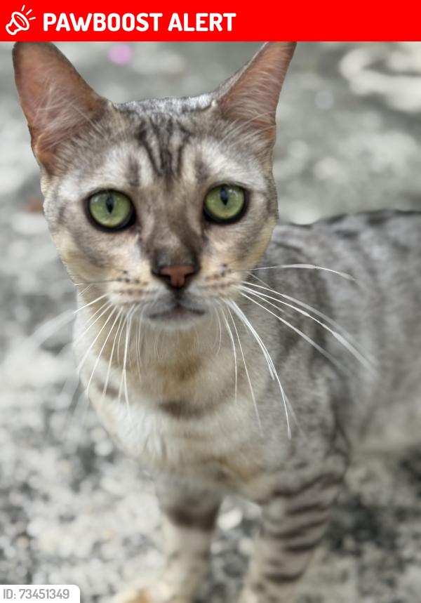 Lost Male Cat last seen 177st and ne 13ave, North Miami Beach, FL 33162
