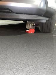 Found/Stray Unknown Cat last seen South point casino, Las Vegas, NV 89183