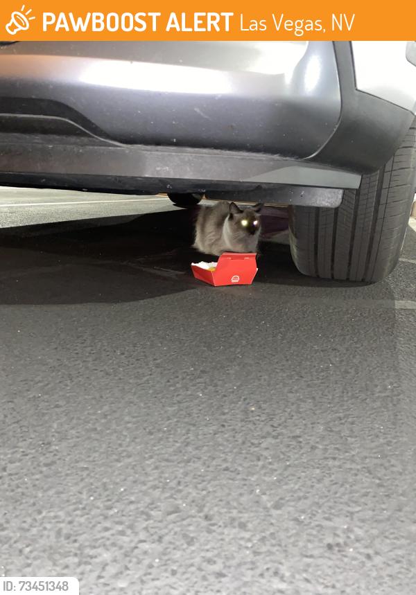 Found/Stray Unknown Cat last seen South point casino, Las Vegas, NV 89183