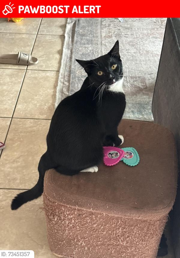 Lost Male Cat last seen Eastview ct, San Juan Capistrano, CA 92675