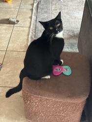 Lost Male Cat last seen Eastview ct, San Juan Capistrano, CA 92675