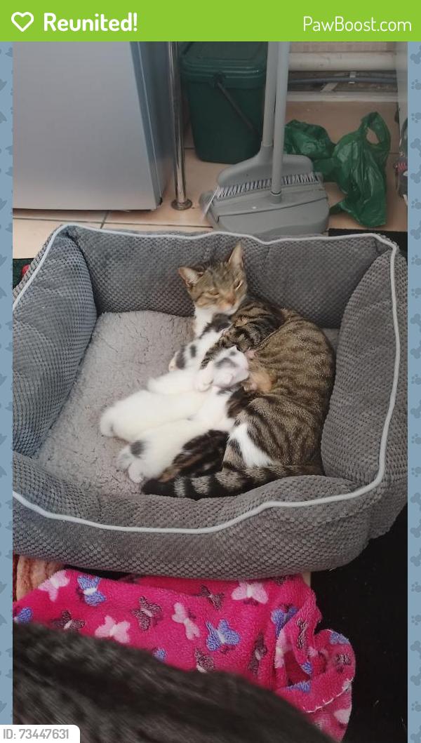 Reunited Female Cat last seen Oxford Road,, Essex, England CO15 3PZ