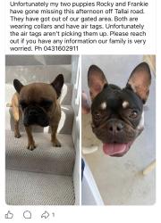 Lost Male Dog last seen Tallai road, Tallai, QLD 4213