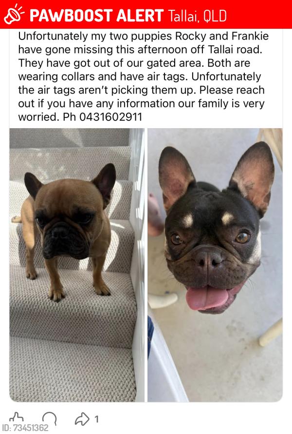 Lost Male Dog last seen Tallai road, Tallai, QLD 4213