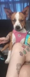 Lost Female Dog last seen Bushnell Nebraska, Bushnell, NE 69128