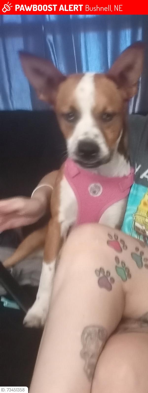 Lost Female Dog last seen Bushnell Nebraska, Bushnell, NE 69128
