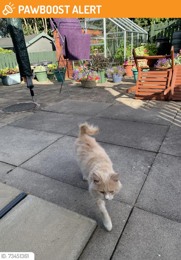 Found/Stray Male Cat last seen Near Milnsbridge bowling club, Milnsbridge, England 