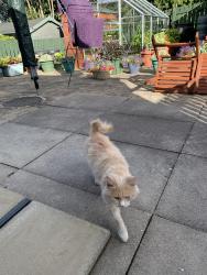 Found/Stray Male Cat last seen Near Milnsbridge bowling club, Milnsbridge, England 