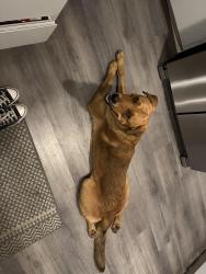 Found/Stray Male Dog last seen Gage Canal, Riverside, CA 92506