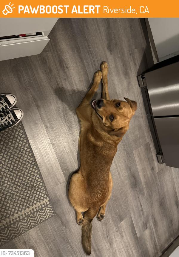 Found/Stray Male Dog last seen Gage Canal, Riverside, CA 92506